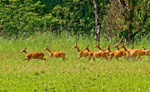 All About Chitwan Tours: Nature, Culture, and Wildlife