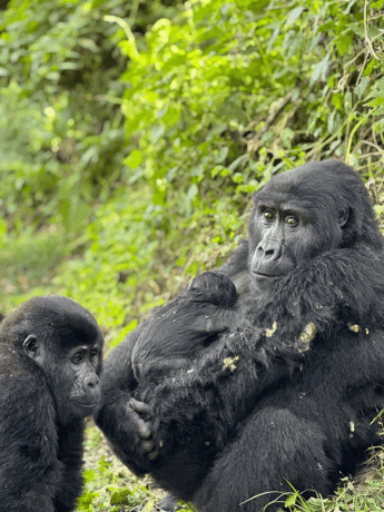 Mountain Gorilla Trekking & Safaris: A Life-Changing Wildlife Encounter in Africa