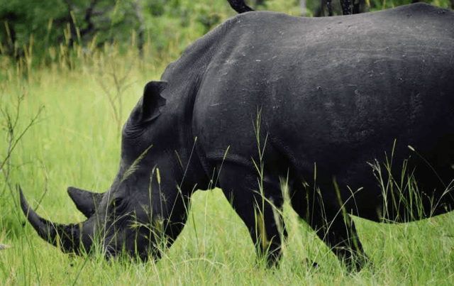 Uganda Safaris and Gorilla Treks for Unforgettable Wildlife Memories