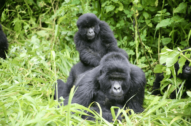 Gorilla Trekking Safaris in Uganda for 2025/2026 Holidays: