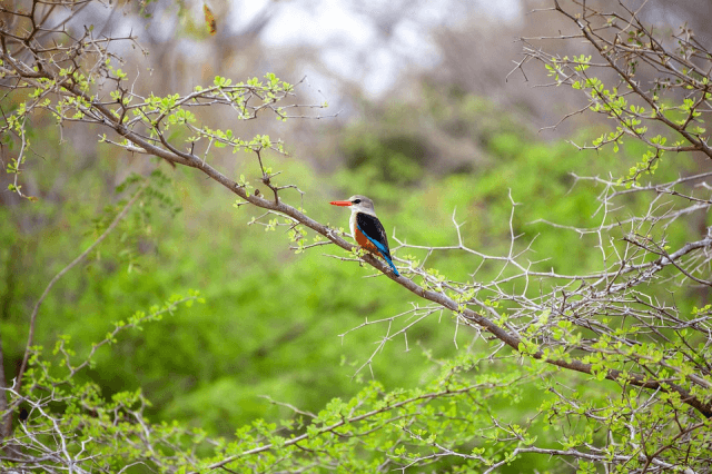 Serengeti Safari Adventures with Tanzania Tour Packages: