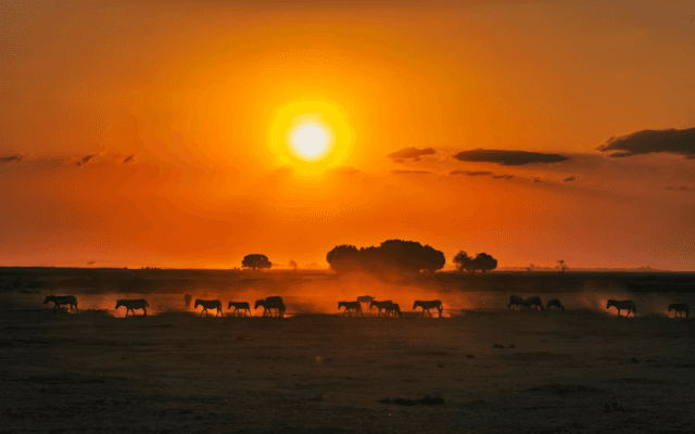 Wild Hearts of Kenya: Nairobi National Park to Diani Beach:
