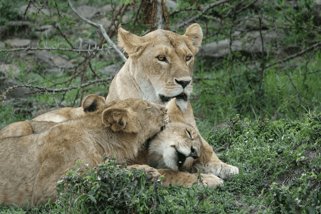 GREAT MIGRATION HIGHLIGHTS & NAIROBI PARK EXPERIENCES: