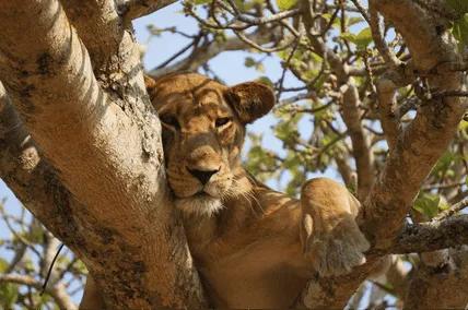 Uganda Safari and Rwanda Safari Adventur
